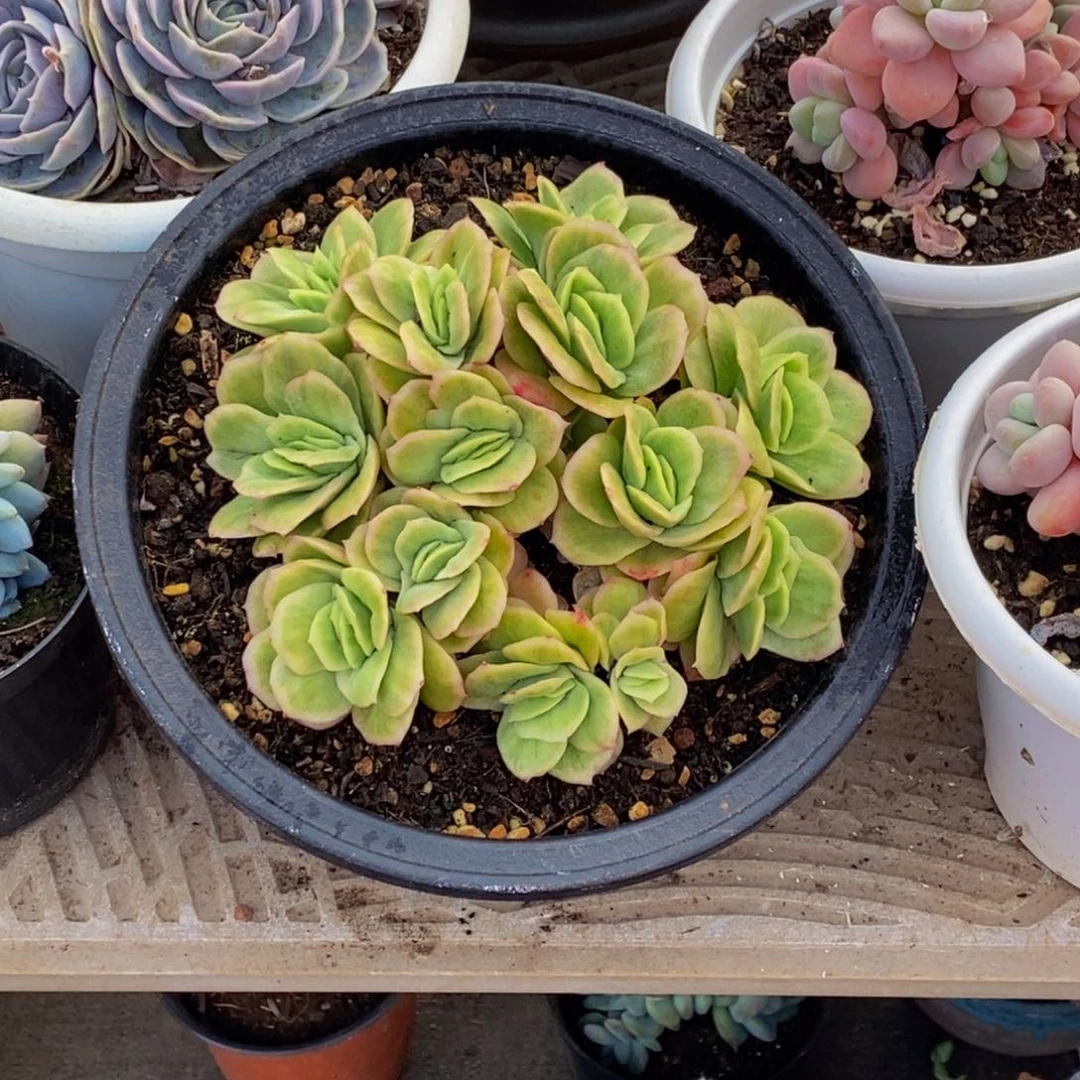 沉**身48包邮一物一拍多肉植物