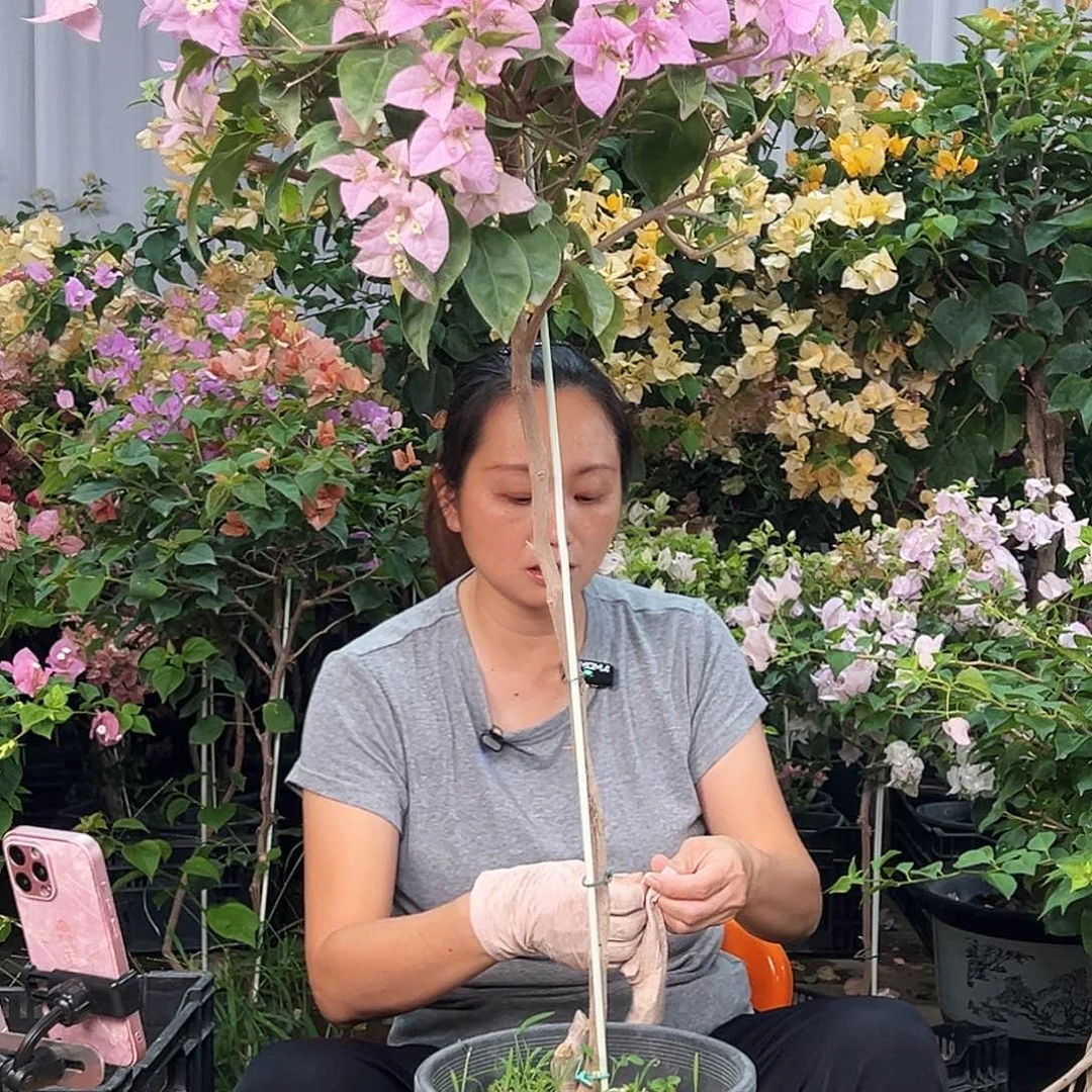 不****大部分花苞少量开放J69赛佛里