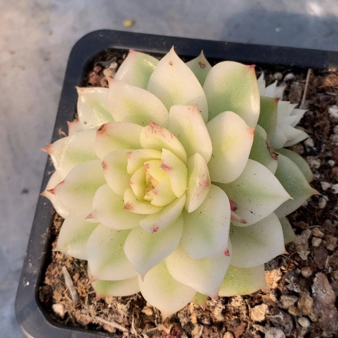 兔*格绿水晶锦锦上园艺一物一拍