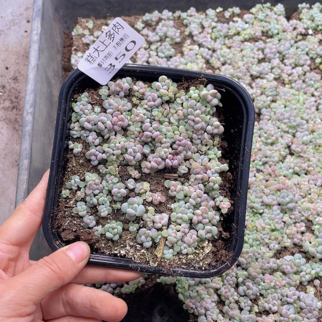 糕大上多肉植物35 0