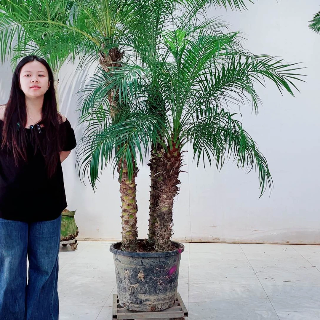 洪*2456787888999999