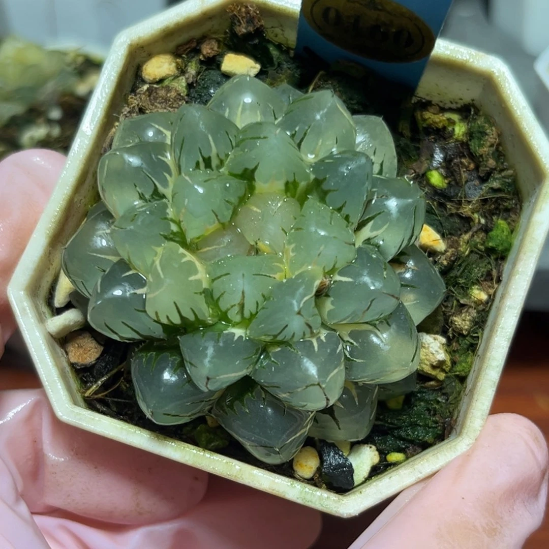 恭喜发财大吉大利0160