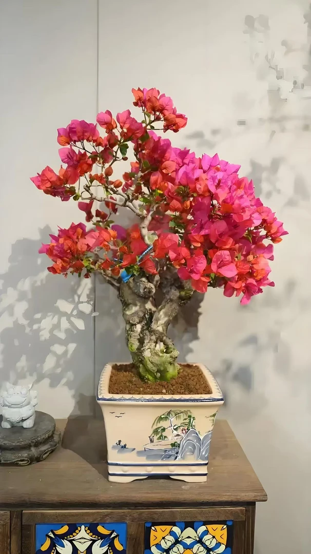三角梅（基地直发同安红）一物一拍 运输途中掉花掉叶属于正常