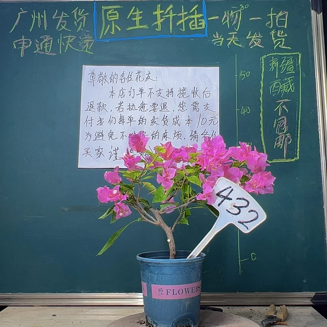 当前无花栽培后可以开花橙粉公主432