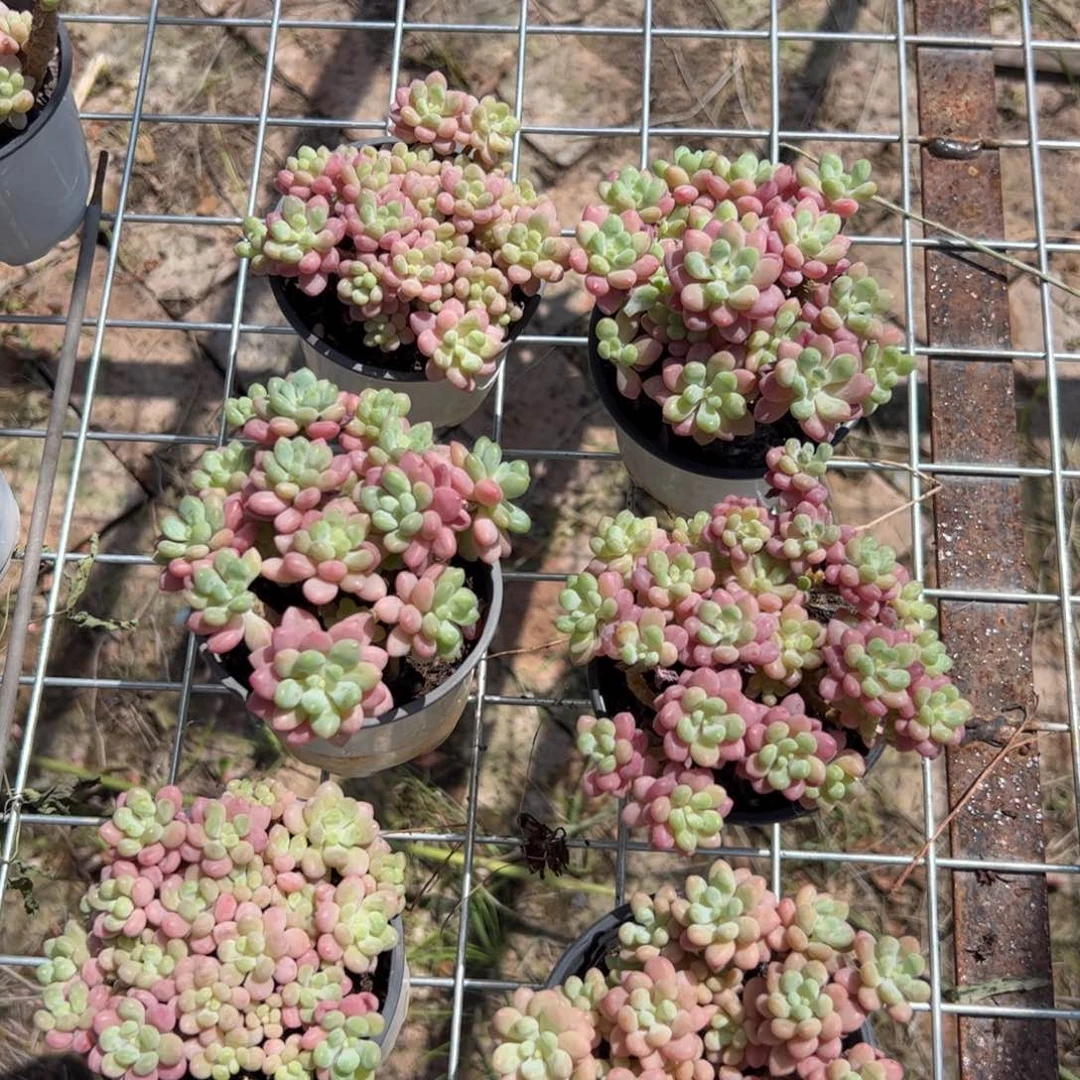 新疆包邮  鱼子酱