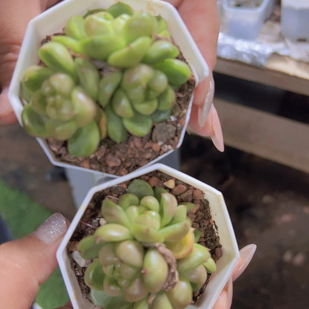 八角盆莱拉珍妮群多肉19包邮