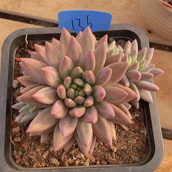 这个我都想了啊好