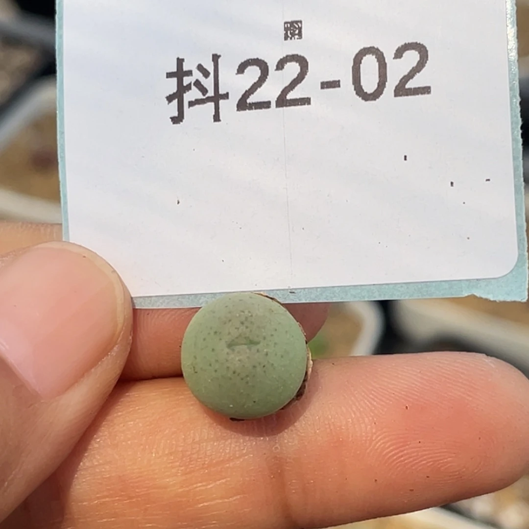 22-2大g苗多肉植物