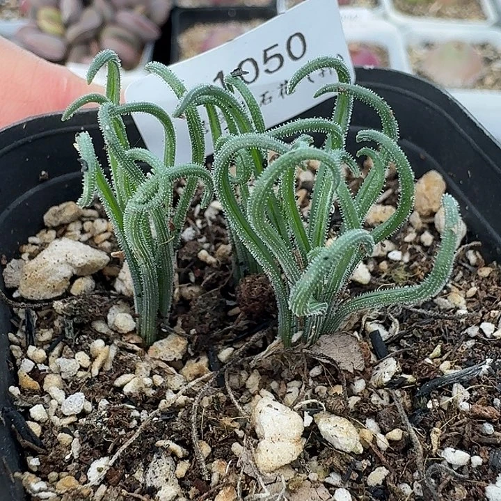 老马生石花细毛卷1050