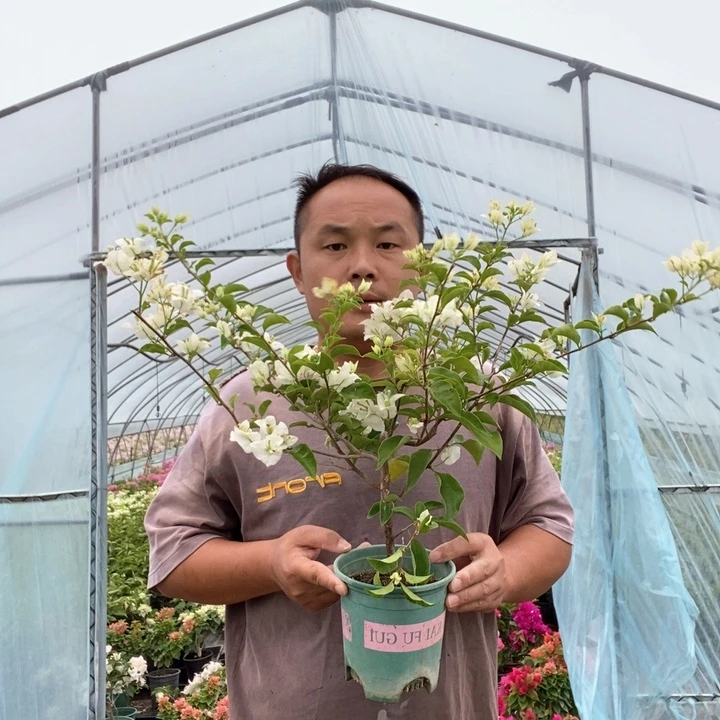 完全开放白雪公主三角梅不售后