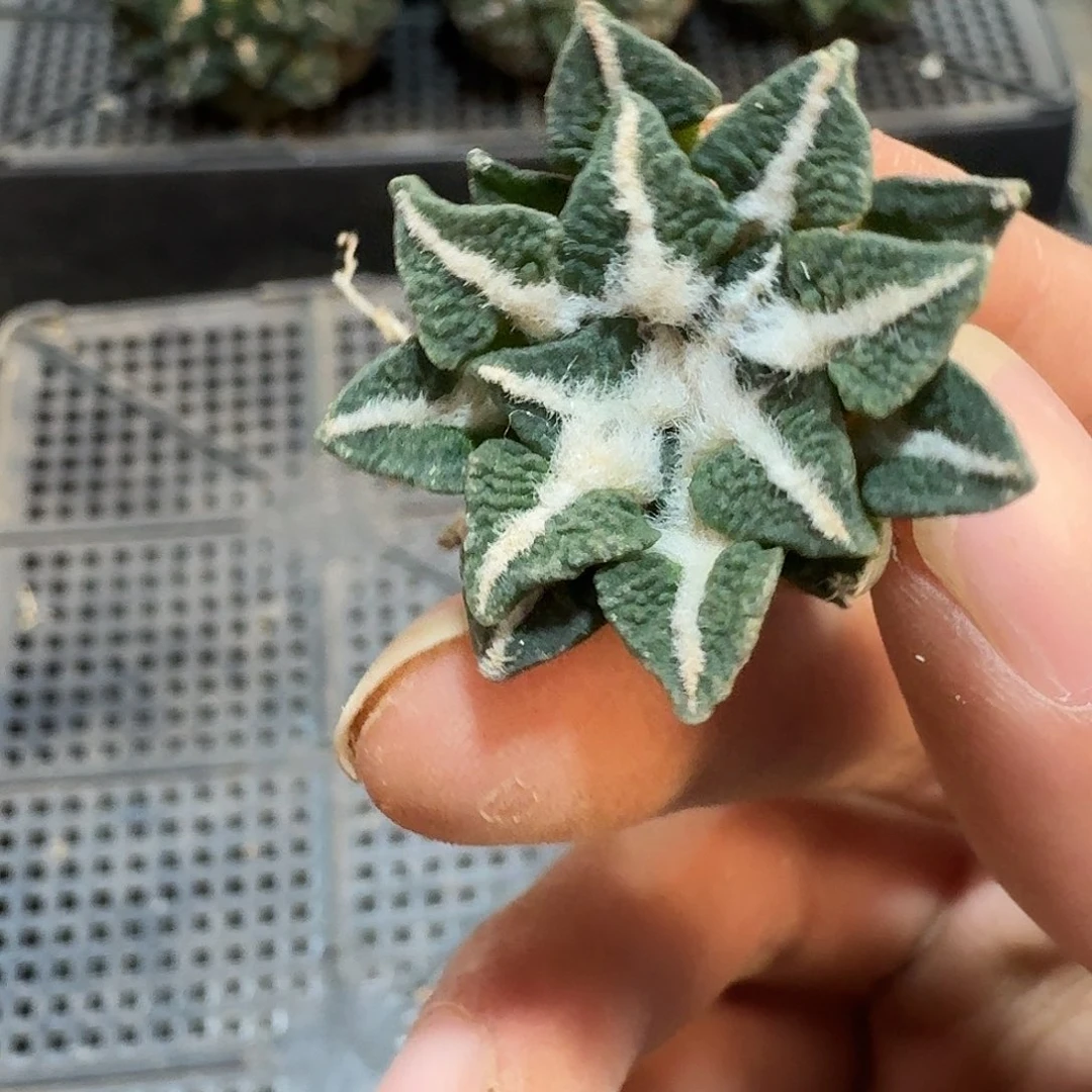 1号仙人球萝卜根啦