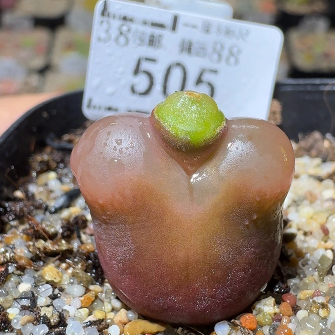 Sss清仓便宜了505