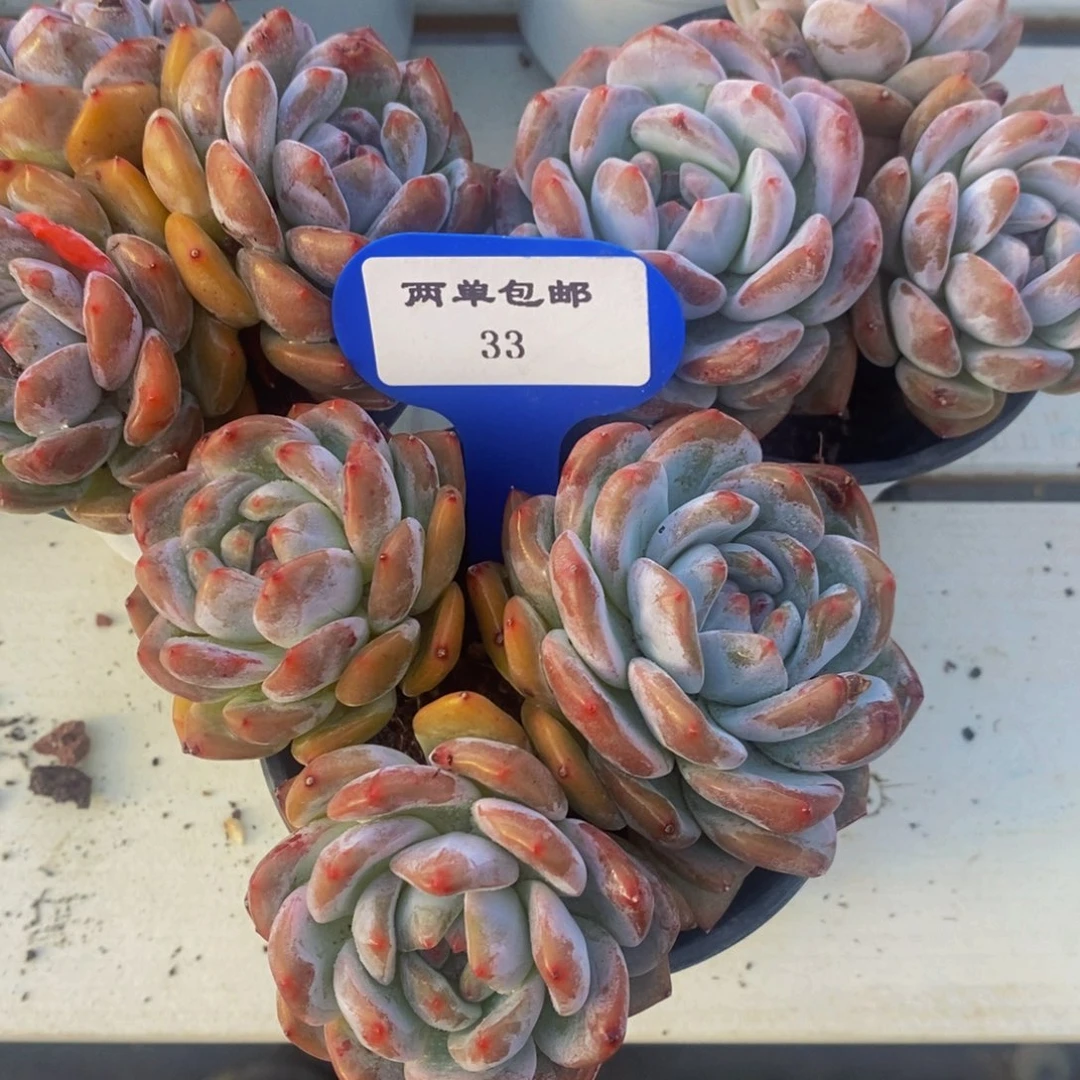 33-精品母本星影梦露多头群一个