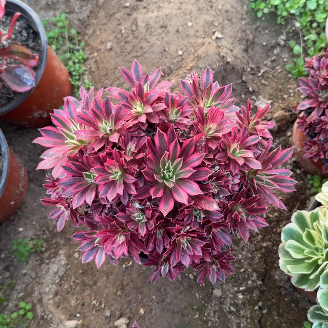 凤凰超白多头量拍