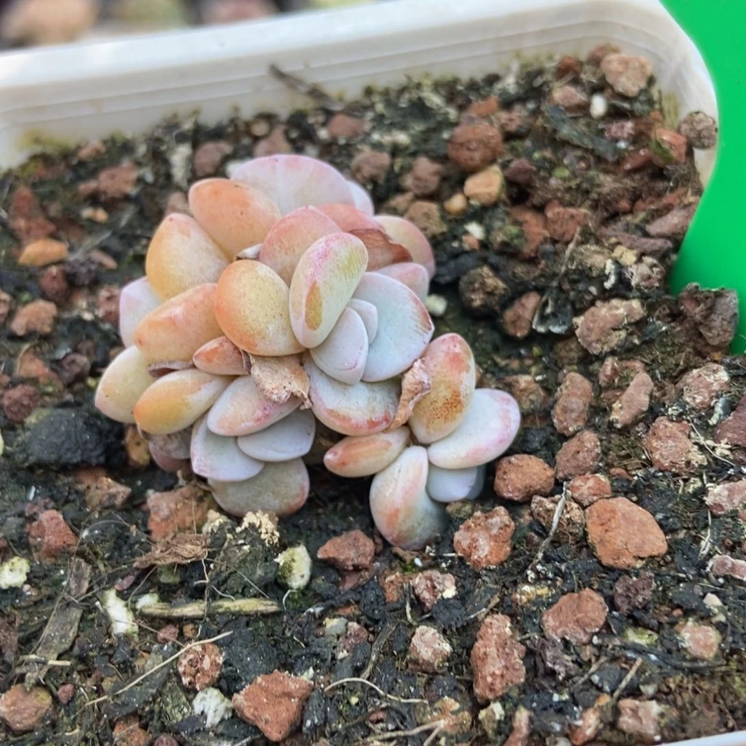 991雪莲5头多肉植物保护