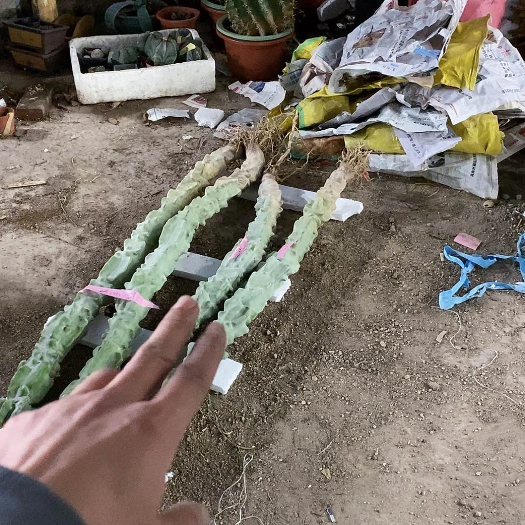 魔****16号拍品。