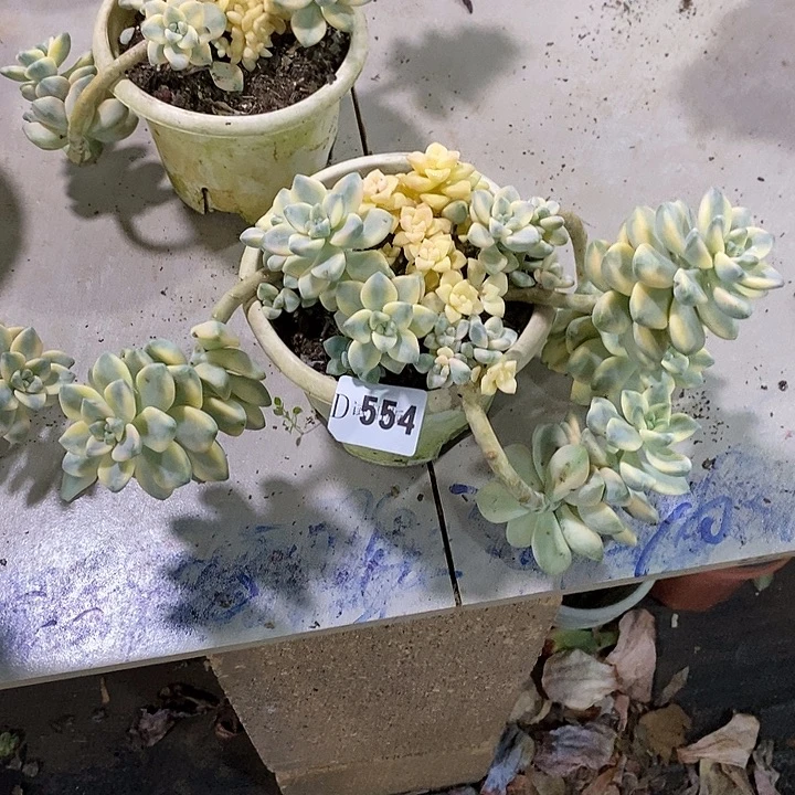 x***n554美杏锦多肉植物