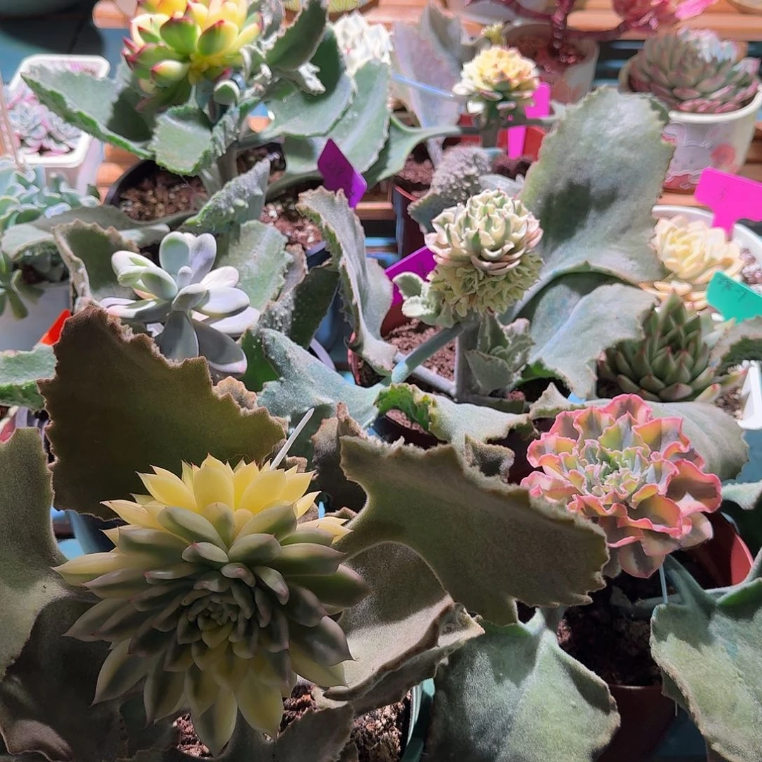 小*大转盘转一次，不与哦不换