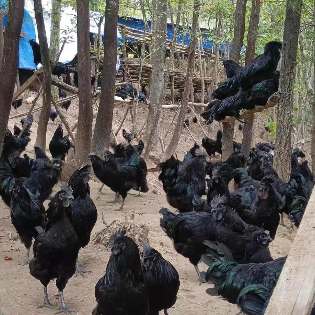 【到手10只】五黑长尾鸡 宠物鸡 活体发货