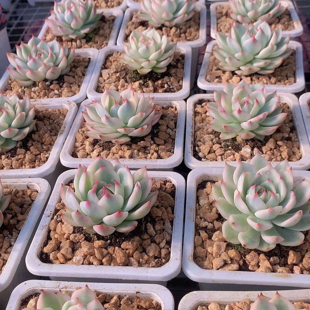 吉娃娃福伦锦34rtyuuiiiio