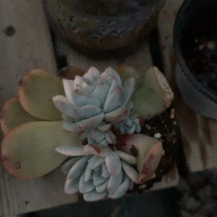 专拍多肉链接植物