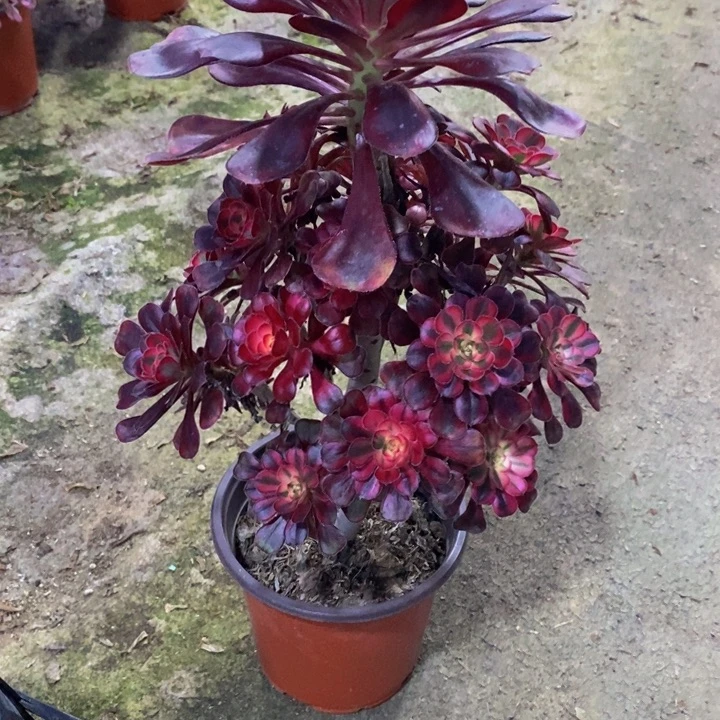 森**族香奈儿多肉植物489