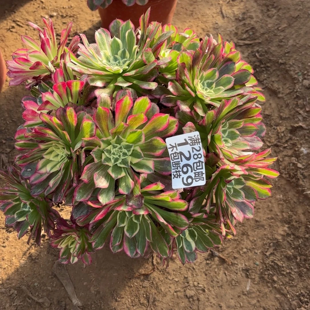 M. 1269天和多肉1。cade