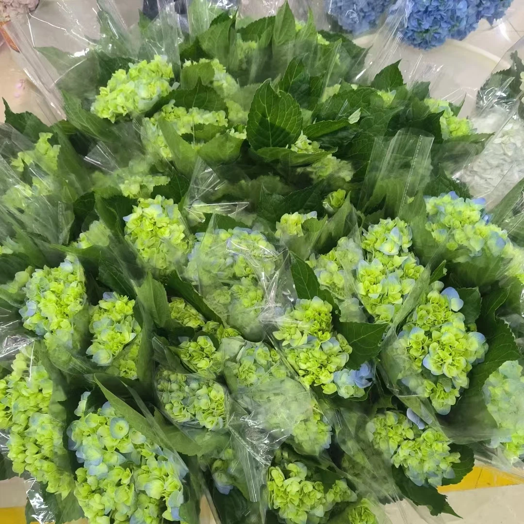 3枝小绿绣球【两单顺丰冷链或京东快递】云南鲜花基地直发