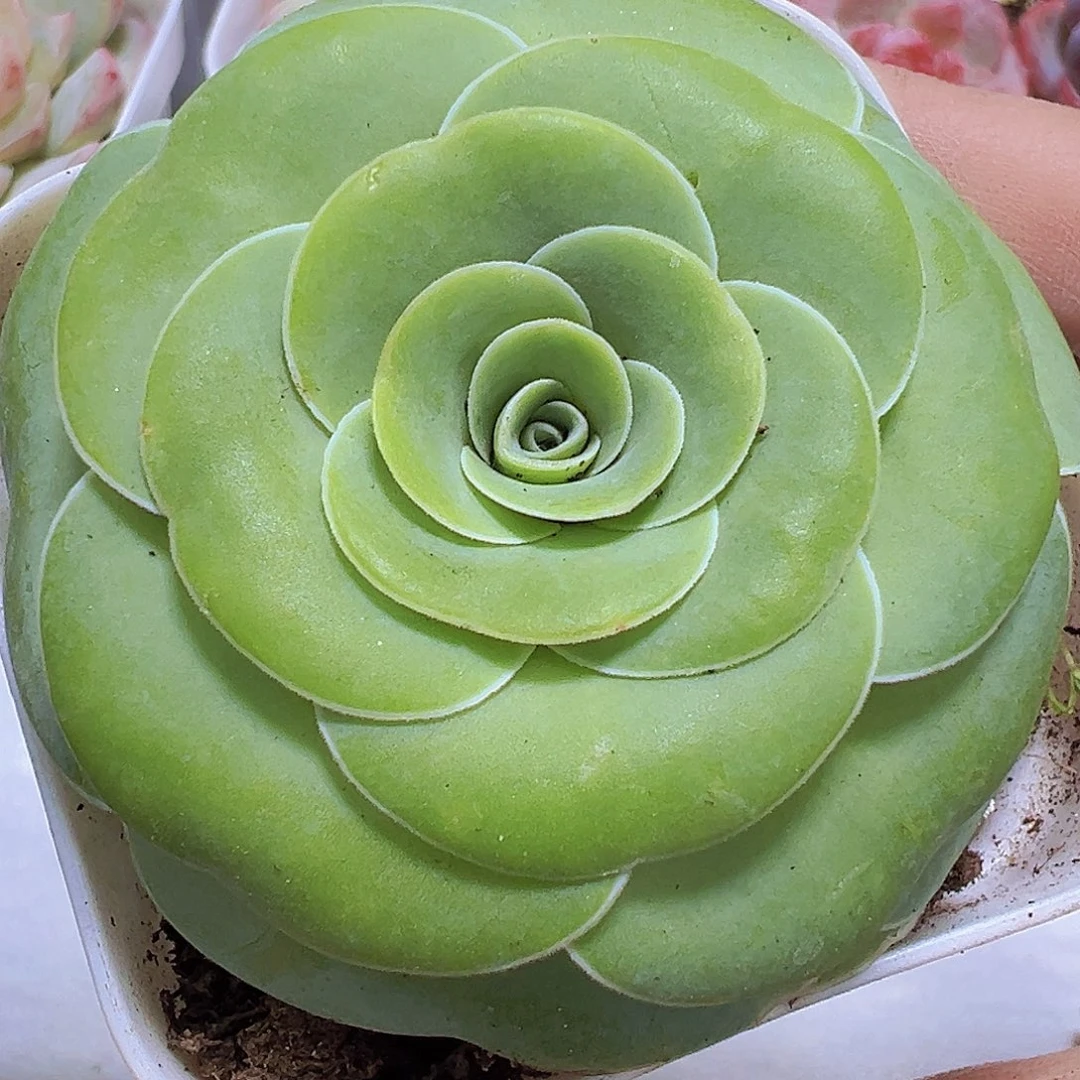 纯白玉鸡蛋19包邮