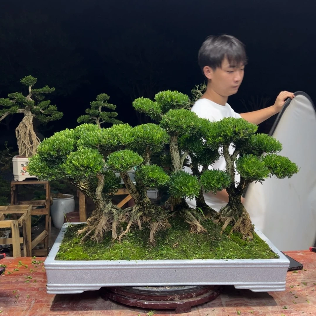 无花朵广东皱皮黄杨