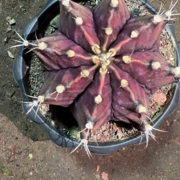 无花朵实生黑寡妇牡丹