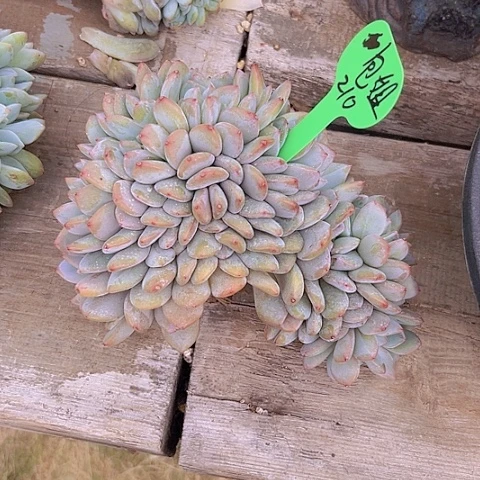 一物一拍星影缀化