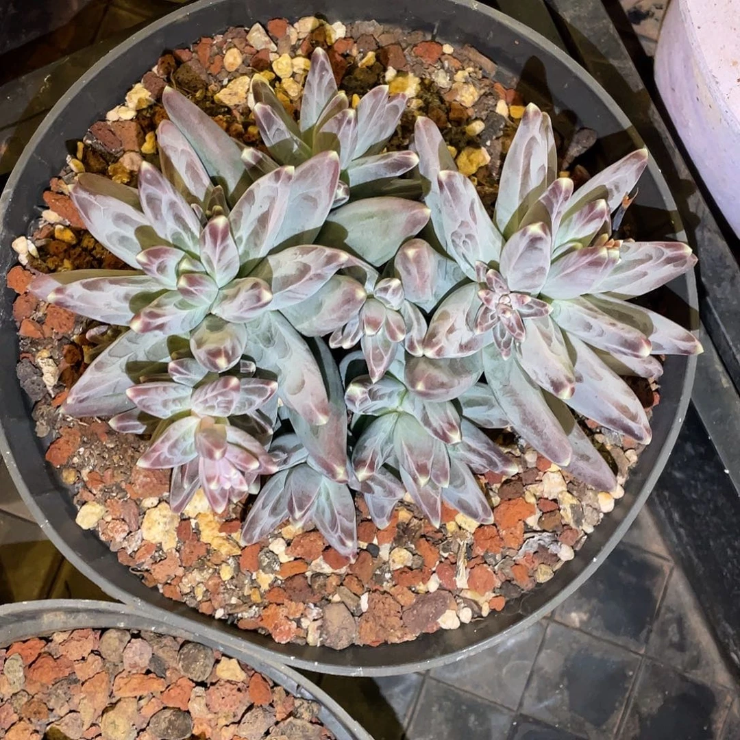 多肉植物一物一拍