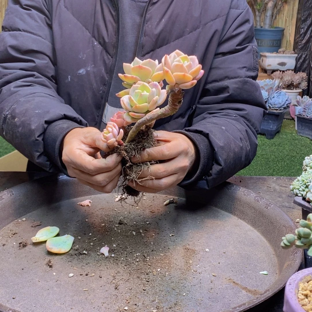 二**一H42号白月光老桩