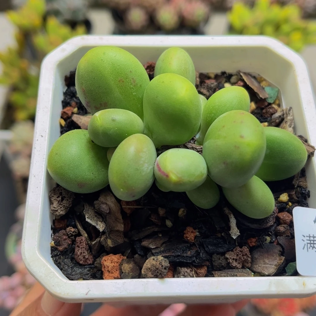 913芒果奶苗5cm多肉