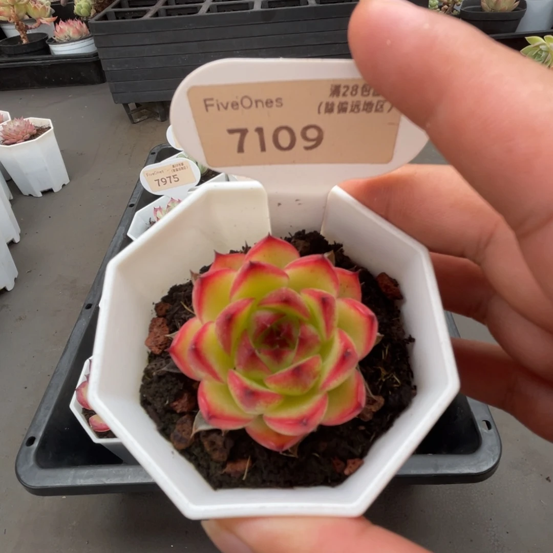 7109月亮石4.0厘米