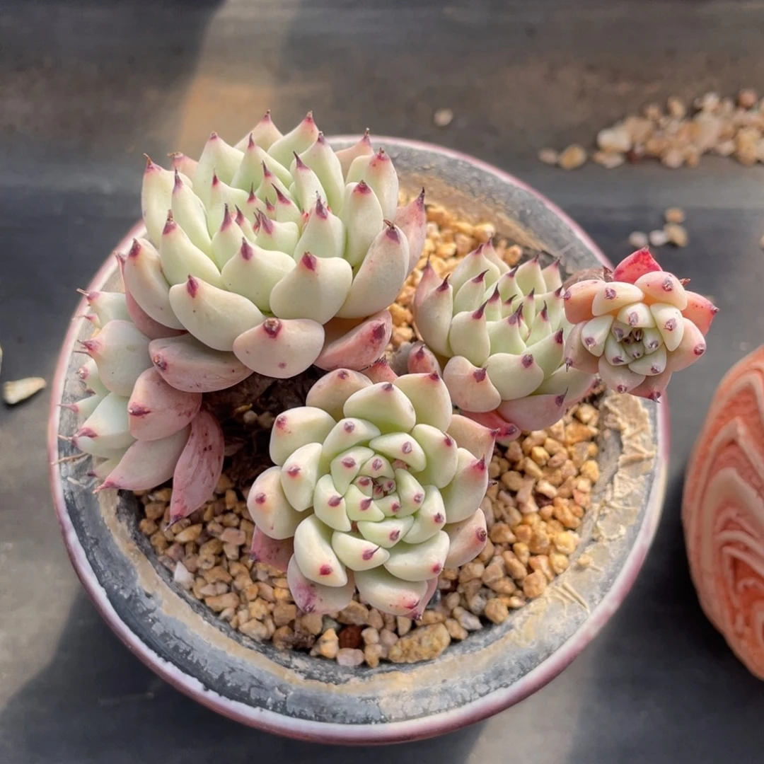 绿爪整装无砍老桩