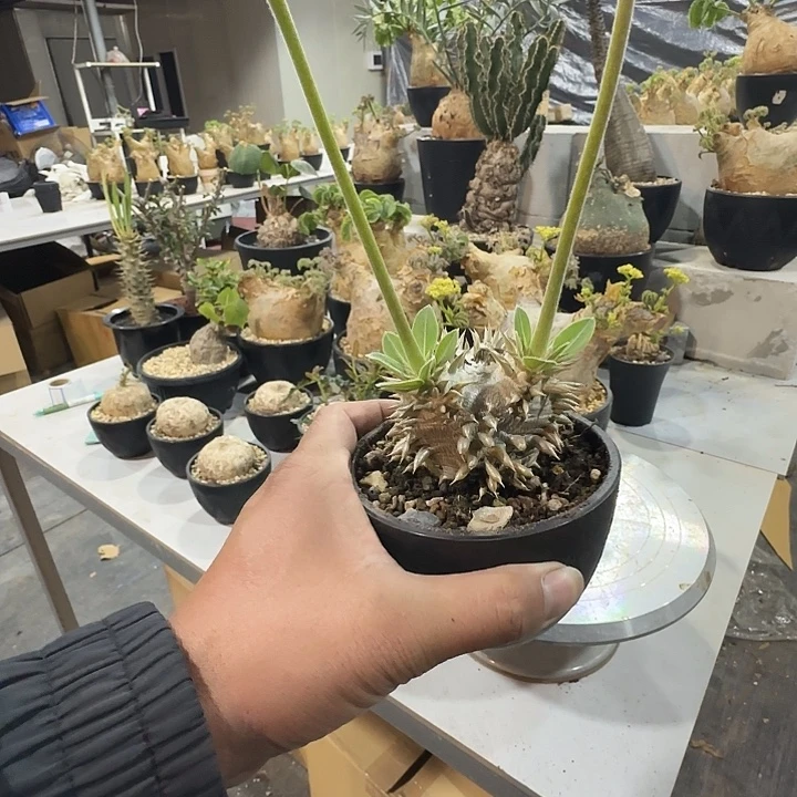 会比大黑带盆土发货