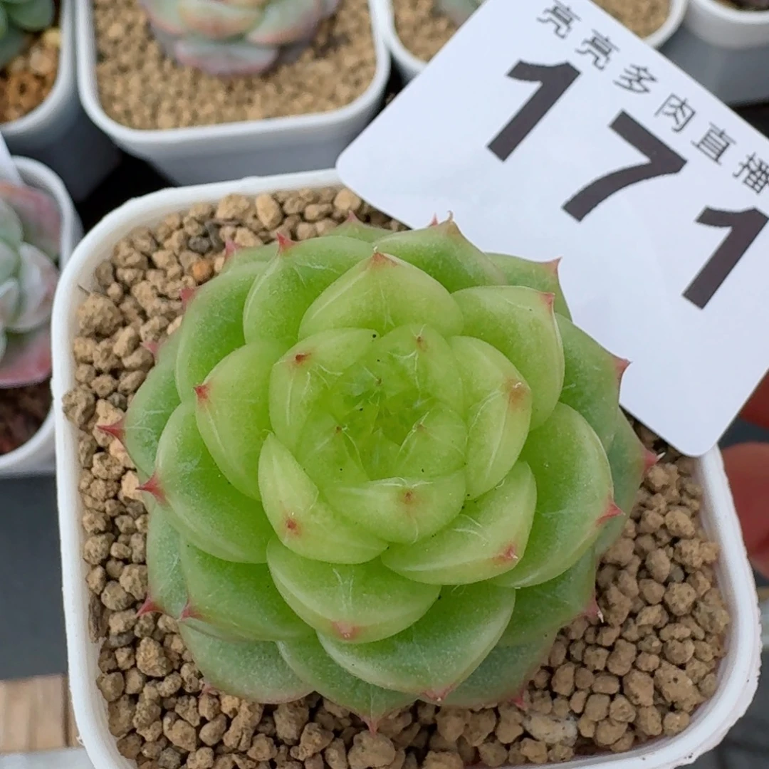 杜若珍妮            精美多肉植物