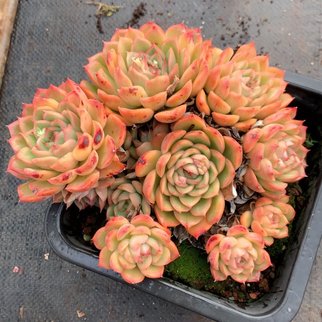 5409瑕疵不售后特价