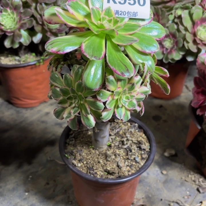 瑞妈，，。。。。。950。。