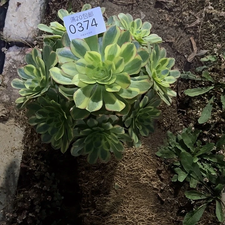 0374奶白多肉植物