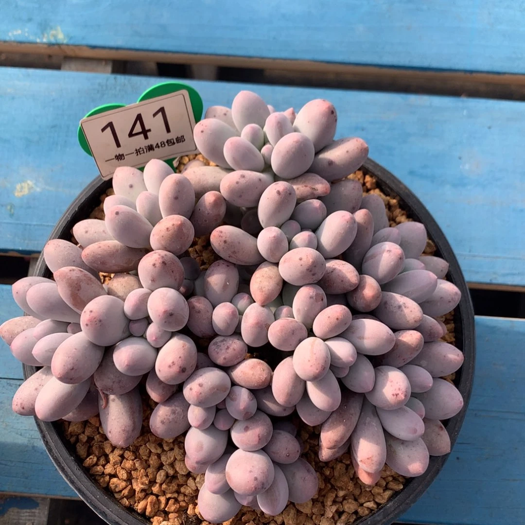 大叶汤圆无砍平头141