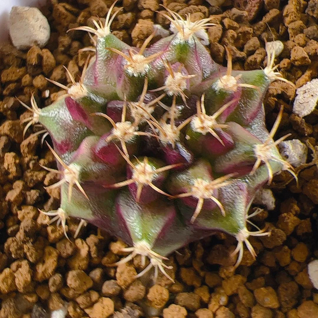 当前无花栽培后可以开花156