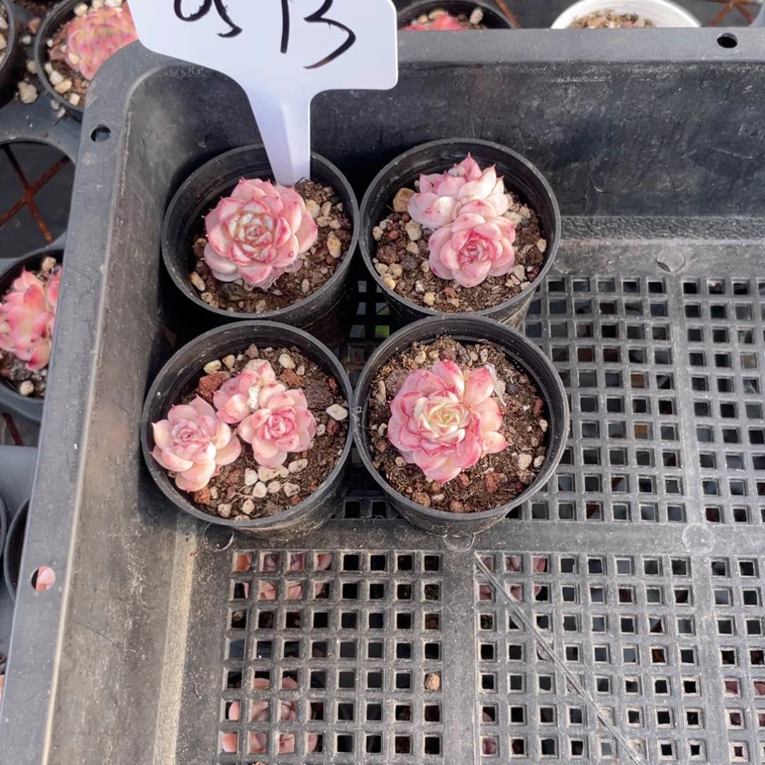 薇薇安园艺多肉0573