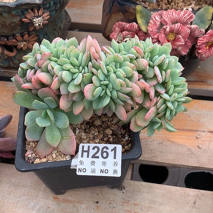 暮光之城缀化  非偏远38包邮 节后发