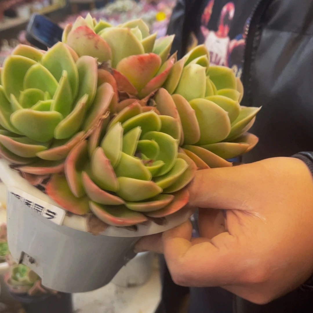 星娜塔四头起老桩多肉