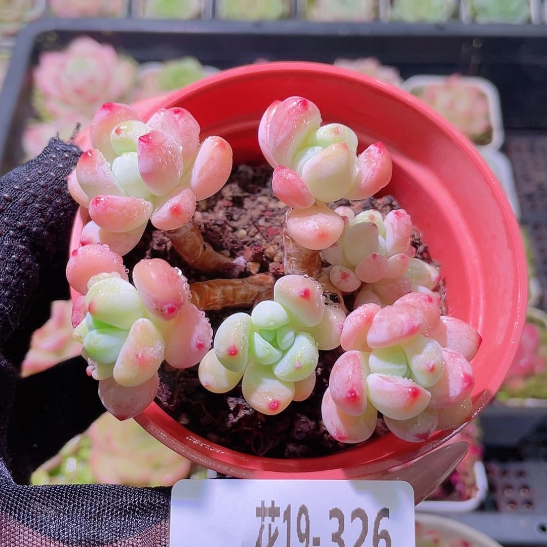 花利美19-326罗琦