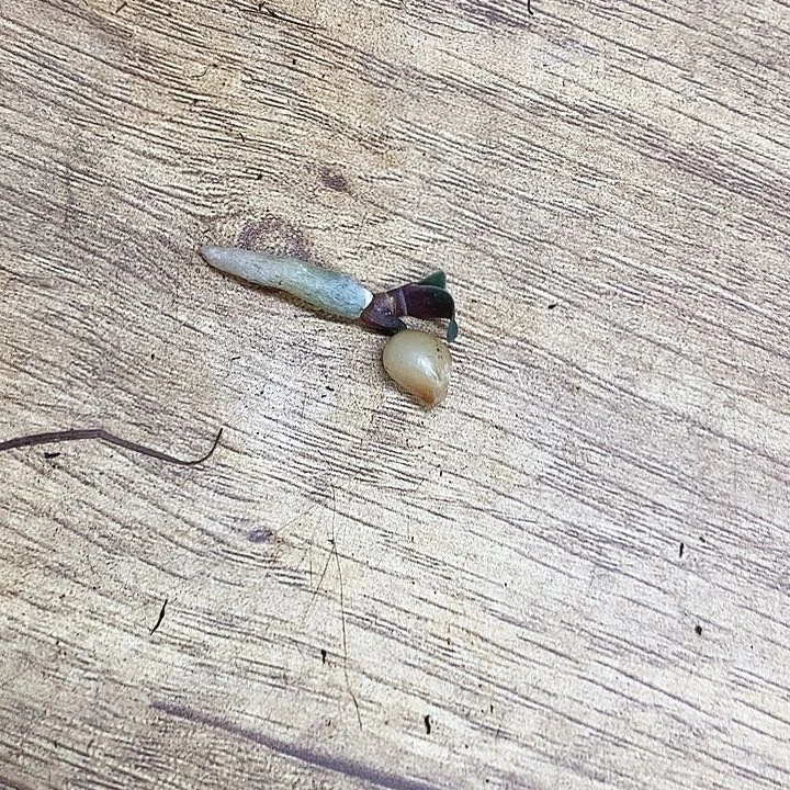 完全开放君子兰君子兰君子兰