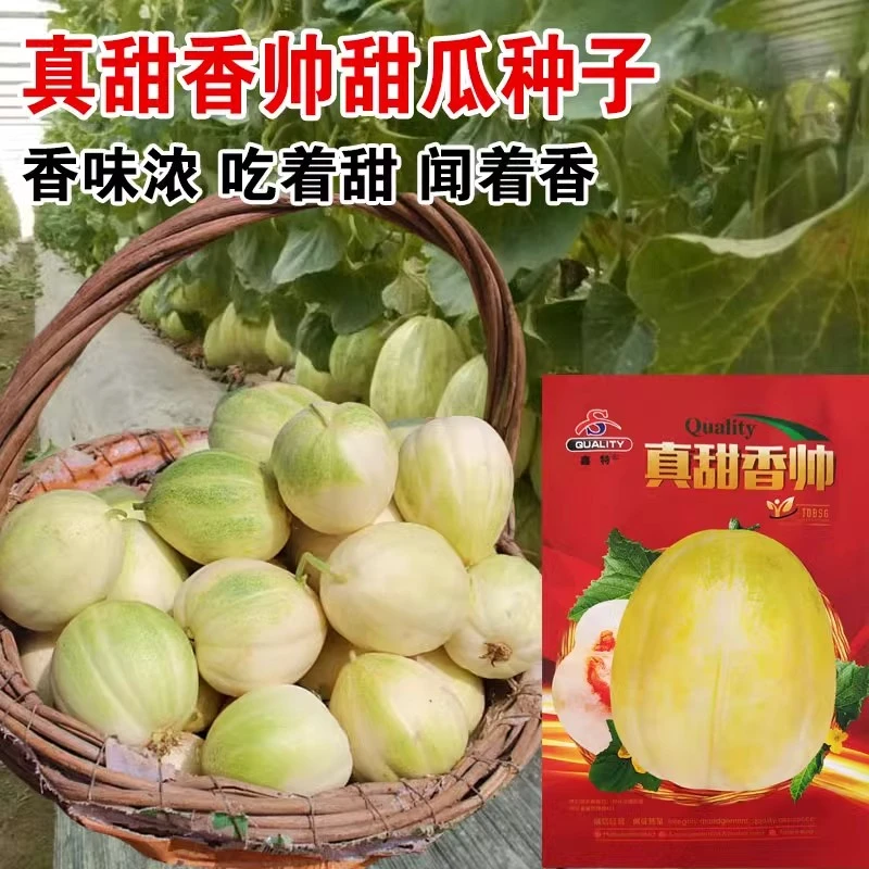 万亩齐丰【真甜真帅甜瓜种子】黄金妃香瓜种籽甜脆黄白皮水果种孑